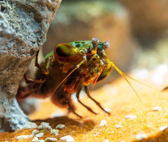 uchicago mantis shrimp essay